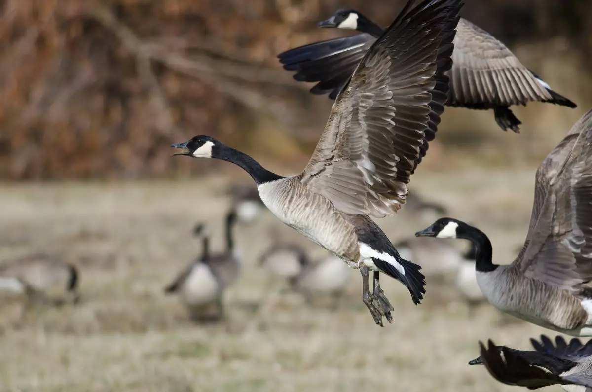 10 Beginner Tips for Hunting Iowa Geese