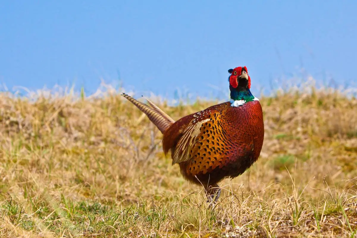 Planning a Week-Long Pheasant Hunting Trip  Rooster Recap