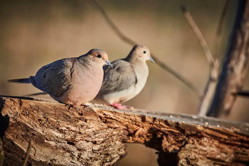 Tips for Dove Hunting Success