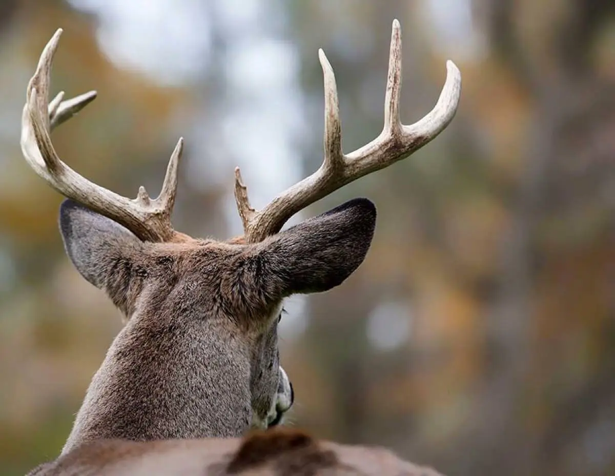When will the Rut Start