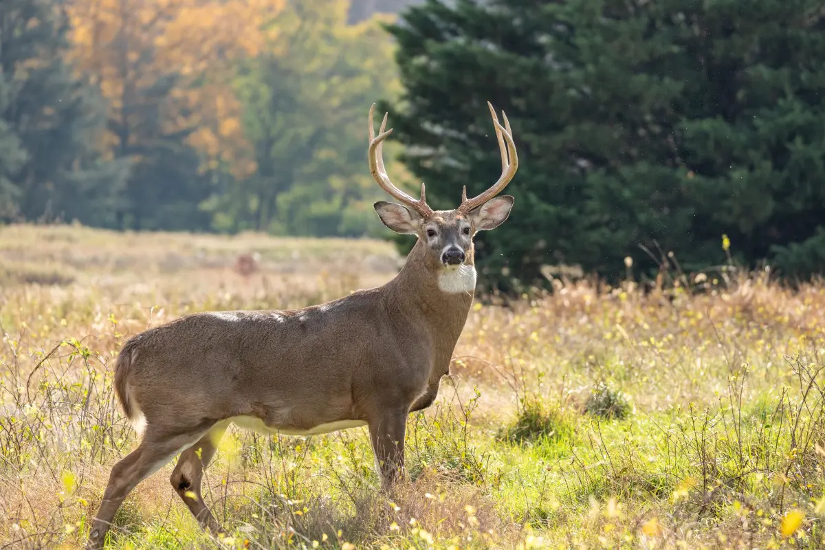 Patience Precision and Powder