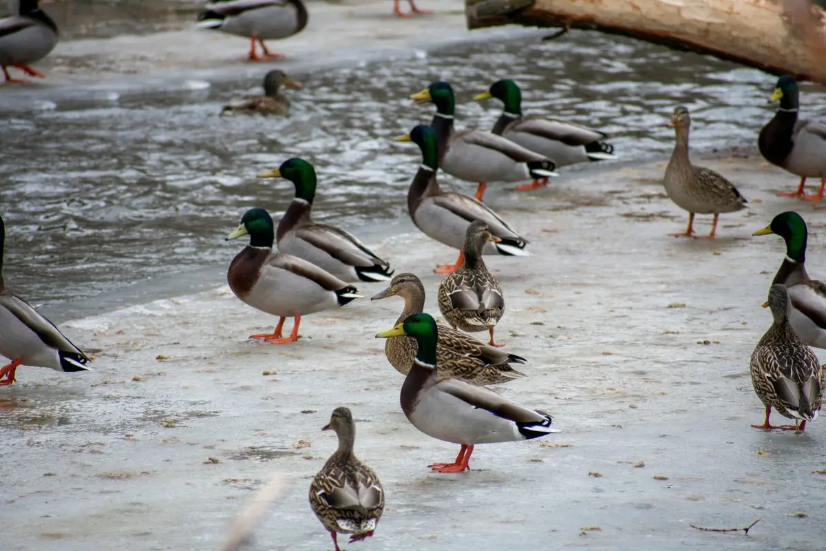 Leveraging Weather for Waterfowl 