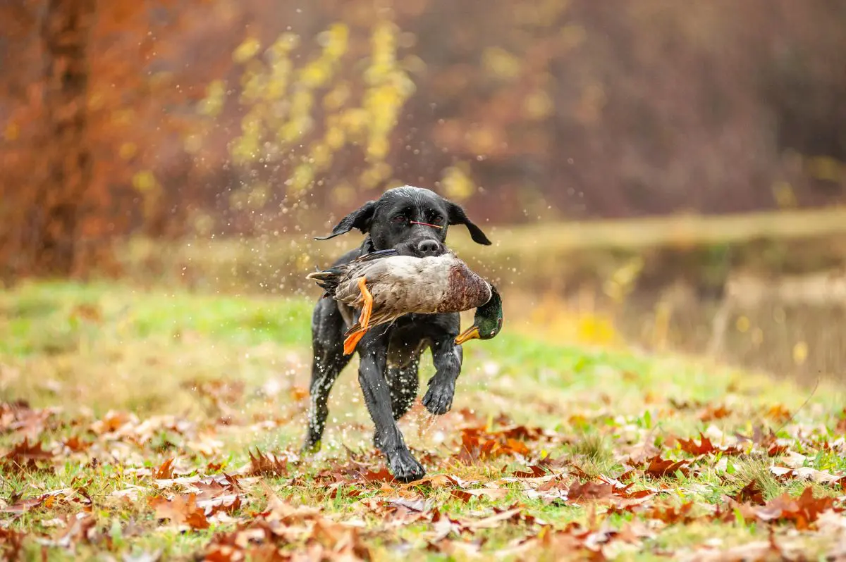 Choosing your New Puppy