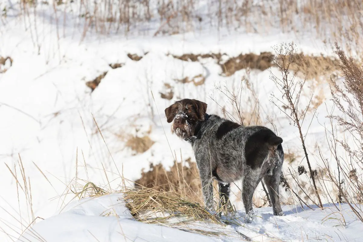 Late Winter Gun Dog Care