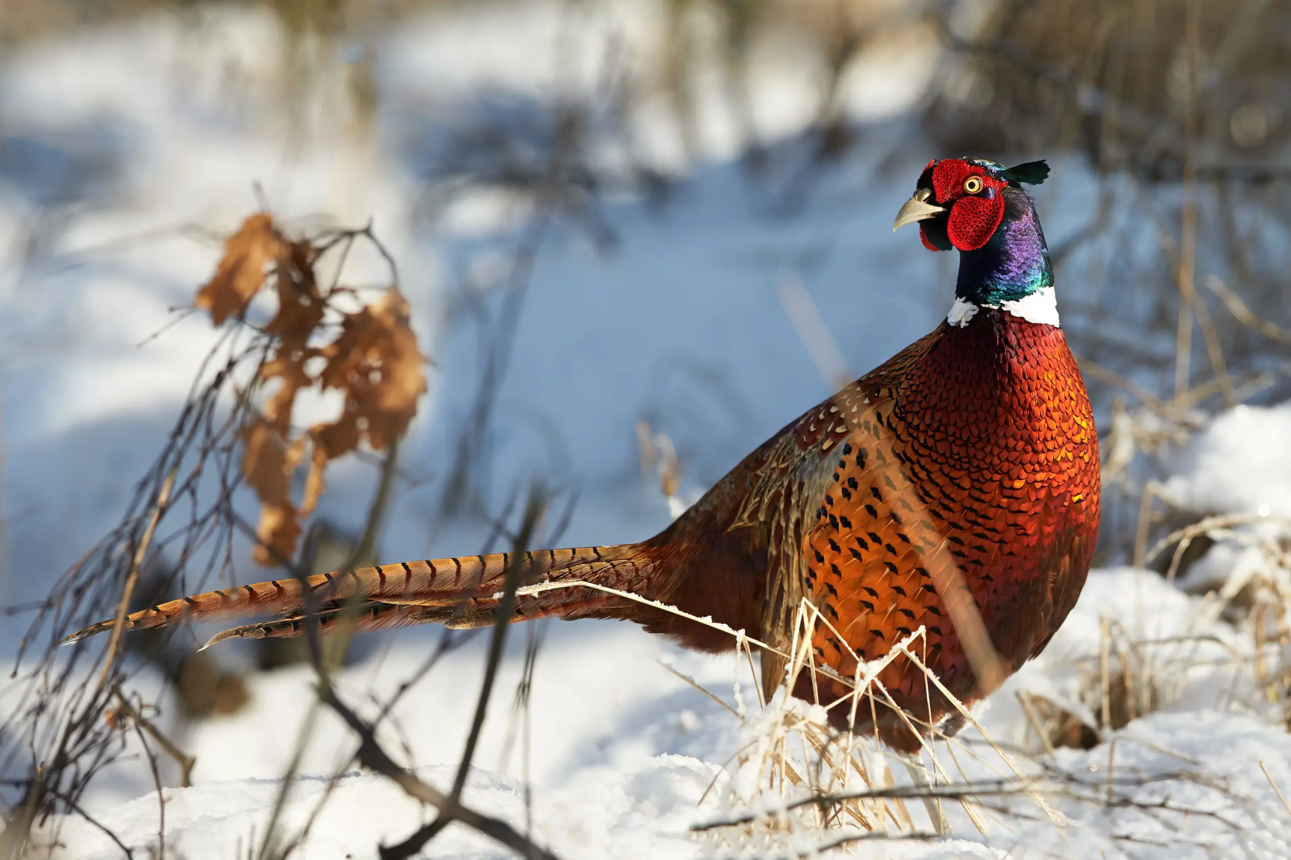 Hunting Late Season Roosters