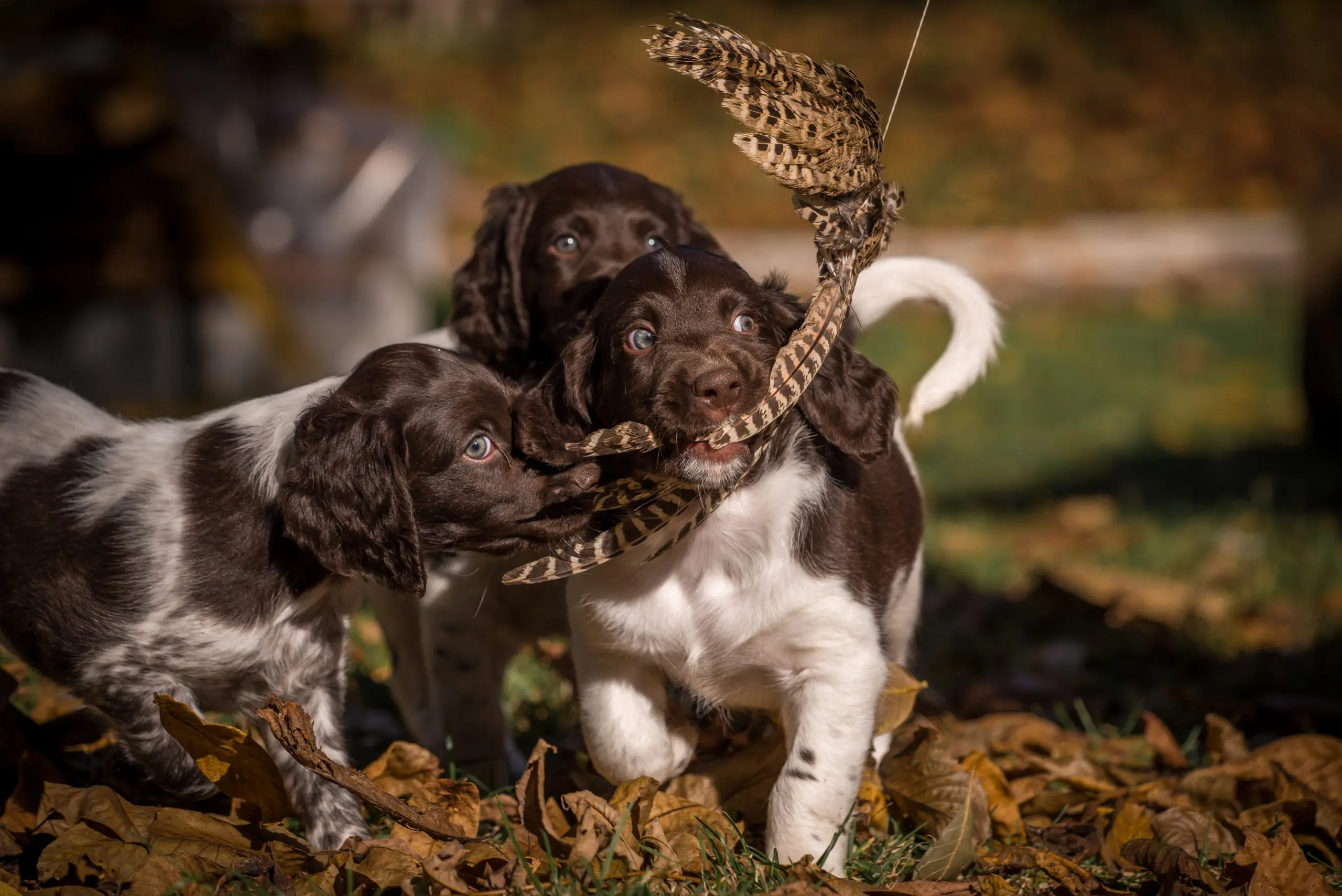 Picking A New Pup