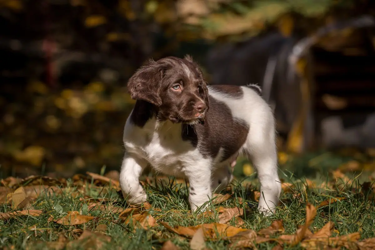 Puppy Nutrition Basics