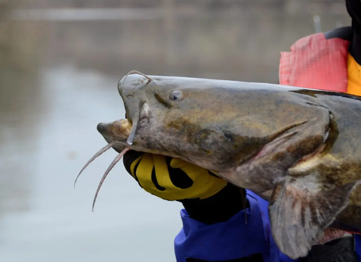 Early Spring Catfishing Iowa