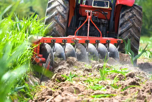 food plot