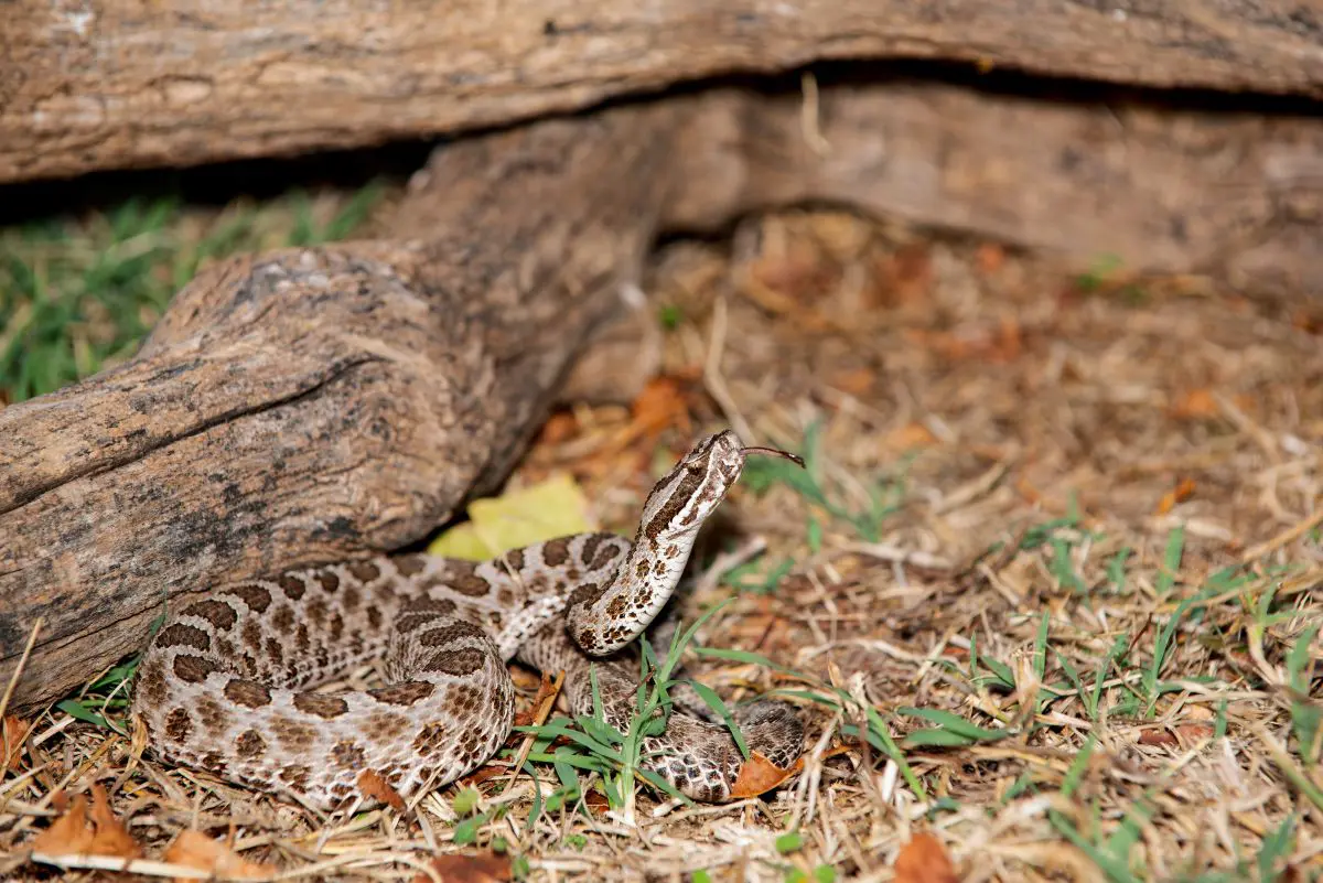 Dangerous Plants and Animals in Iowa