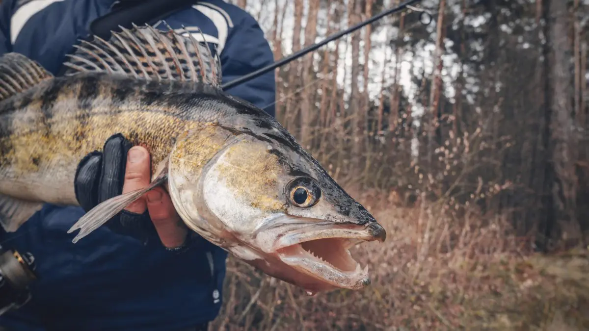 Chase the Bite: Early Season