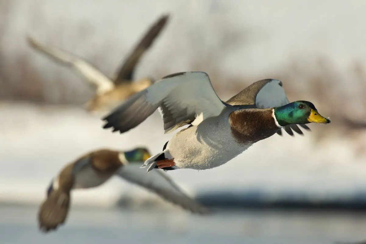 Waterfowl Hunting Tips for Beginners