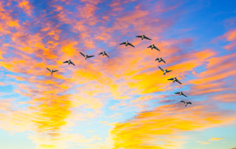 Waterfowl Habitat Keeps the Flyway Alive, migration, duck hunting, duck habitat