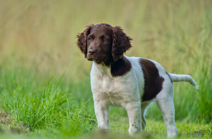 When Is My Puppy Ready For The Field?gundog, The Iowa Sportsman, , training, puppy training, dog training, pheasant hunting
