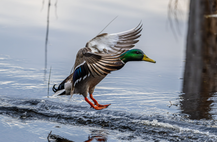 Delta Waterfowl Duck Expo is Coming to Des Moines