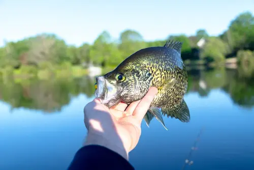 Mid-Season Crappies