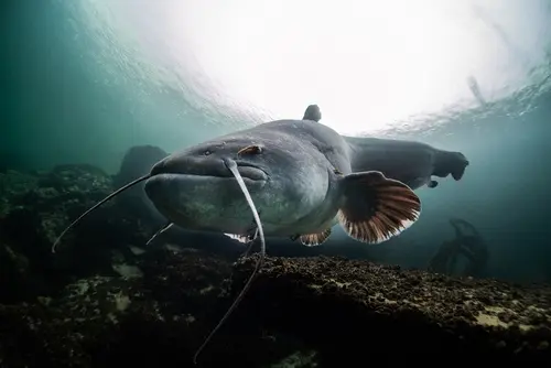 hot weather catfish wiskers bull head