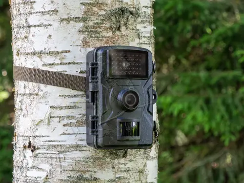 The Iowa Sportsman, Trail Cam, Scouting Cam, camera, wildlife camera, stealthcam, cuddeback, wildgame innovation, moultrie, spypoint, cell trail camera
