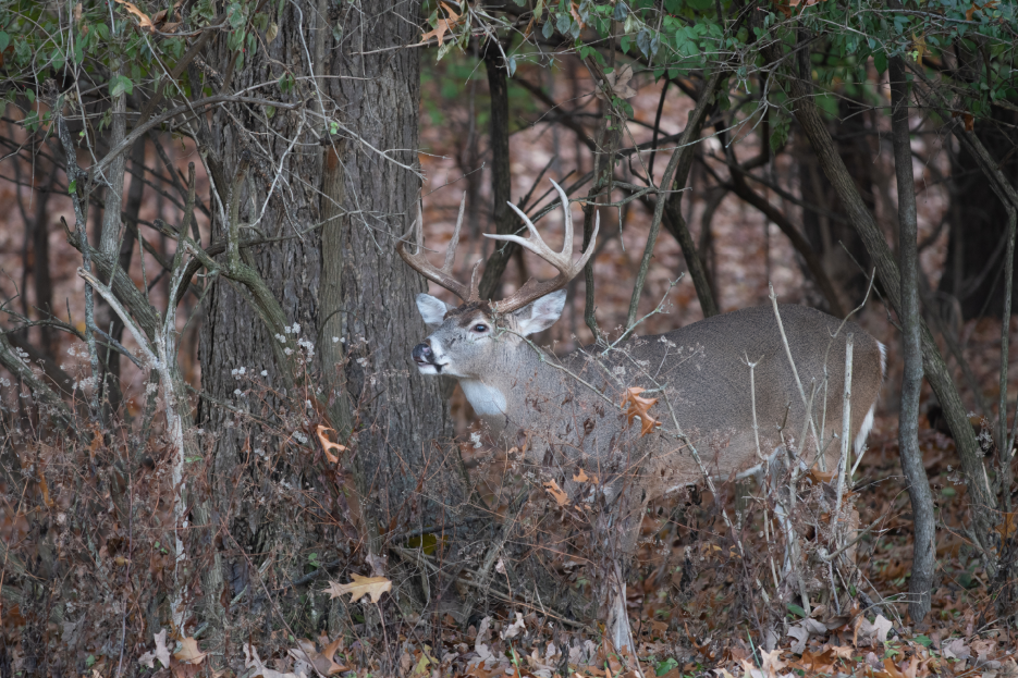 hunting rubs and scrapes, deer sign,