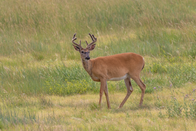 CWD and EHD in Iowa, The Iowa Sportsman, EHD, CWD, Hunting in Iowa, deer population in iowa, Iowas deer hunting 2026