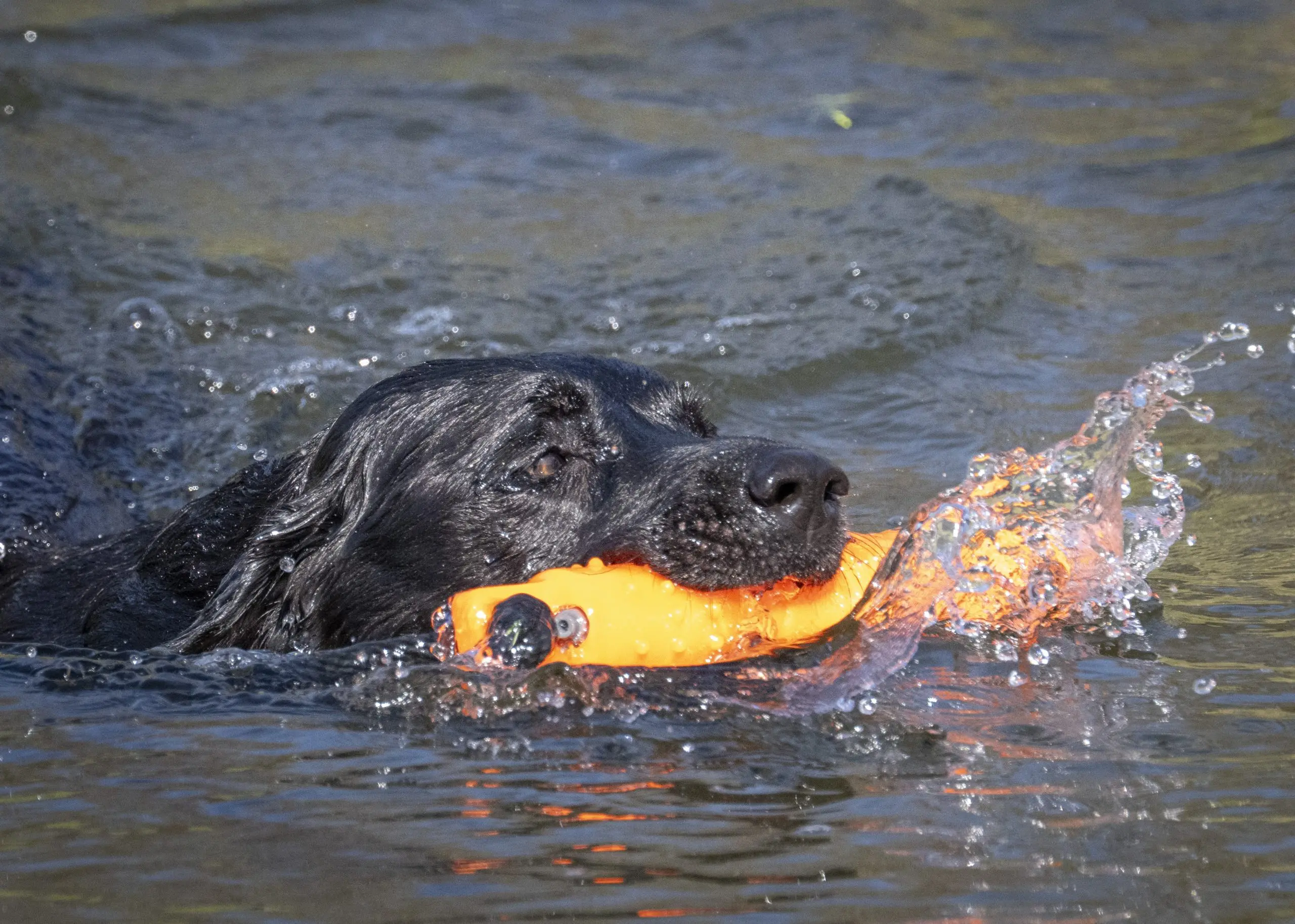 Train Your Dog for Waterfowl Season, Iowa Sportsman , Gundog training, Dog training, waterfowl, duck, retrieve