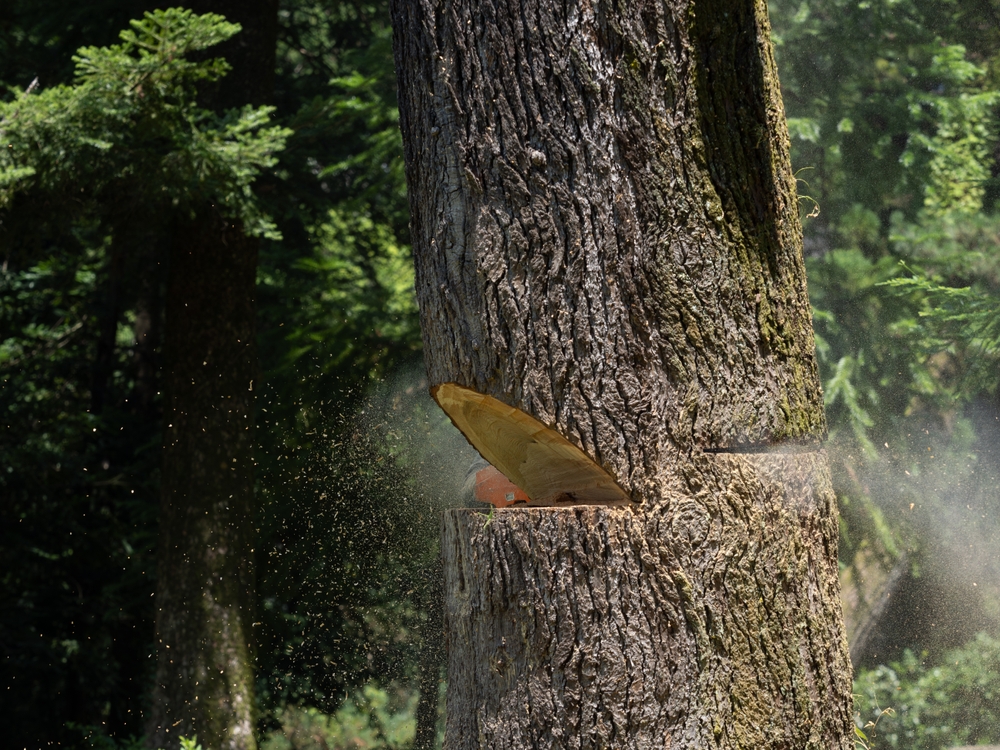 DIY Deer Hunting Projects