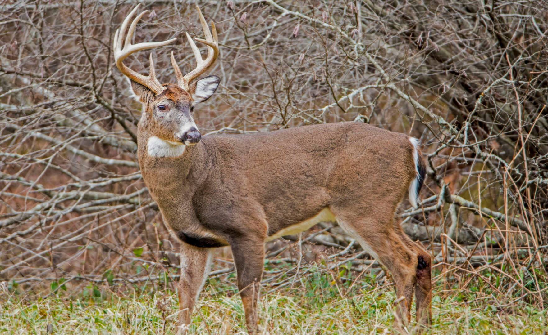 Deer Hunting Secrets