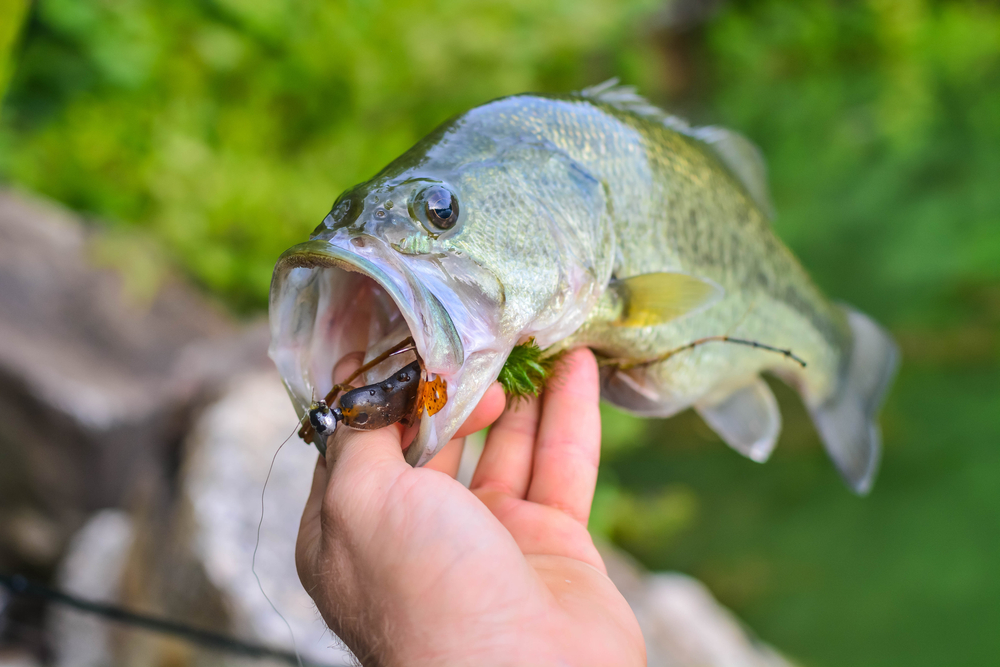 Presentations to Catch Bass