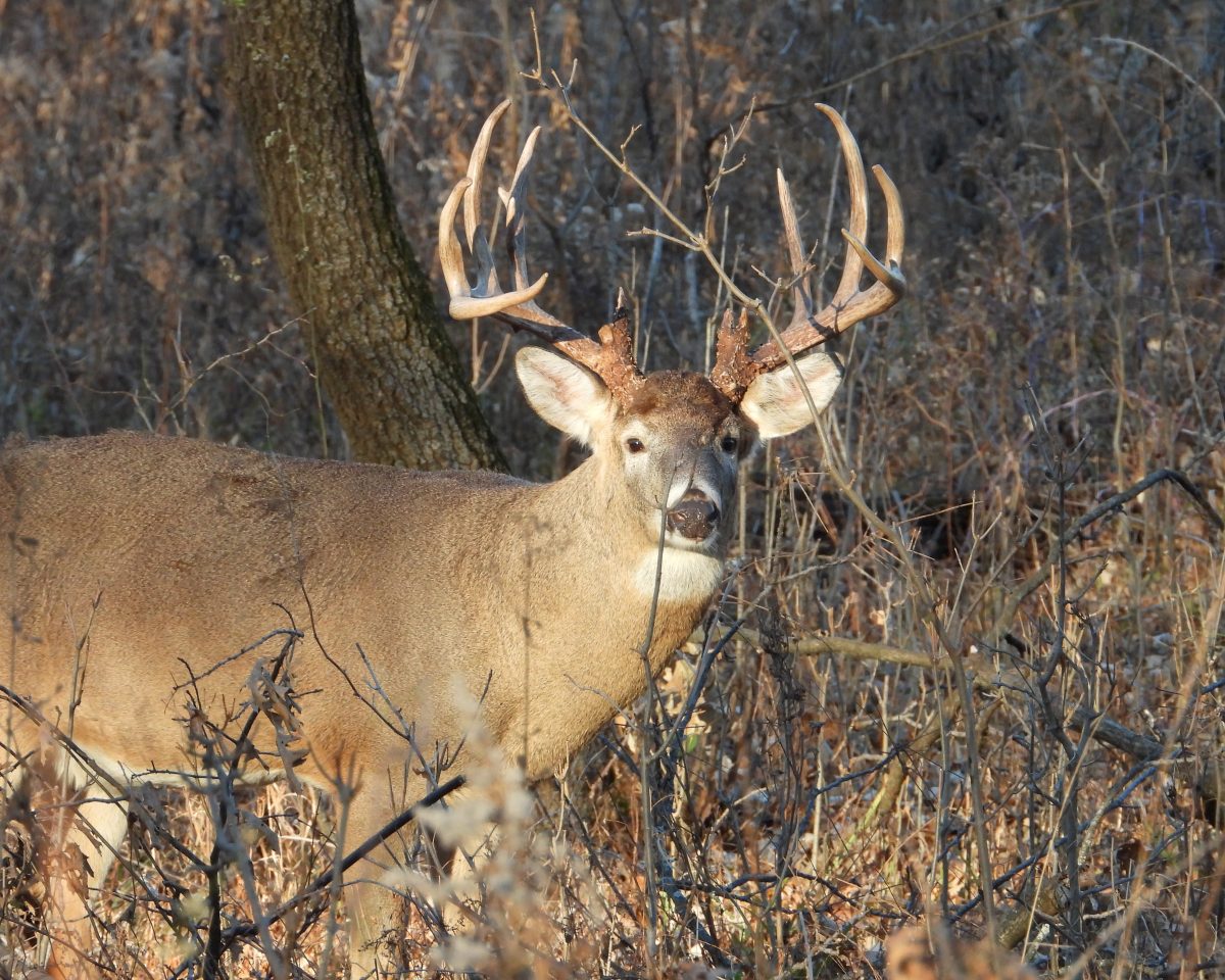 Controlling Whitetail Traffic