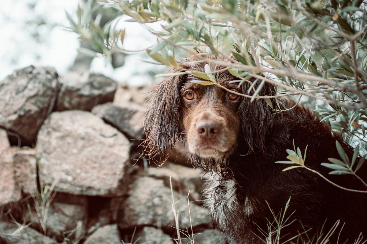 Training Dogs for Shed Hunting