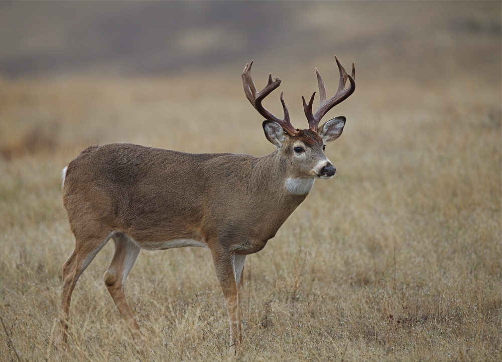 Iowa Trophy Archery Whitetail