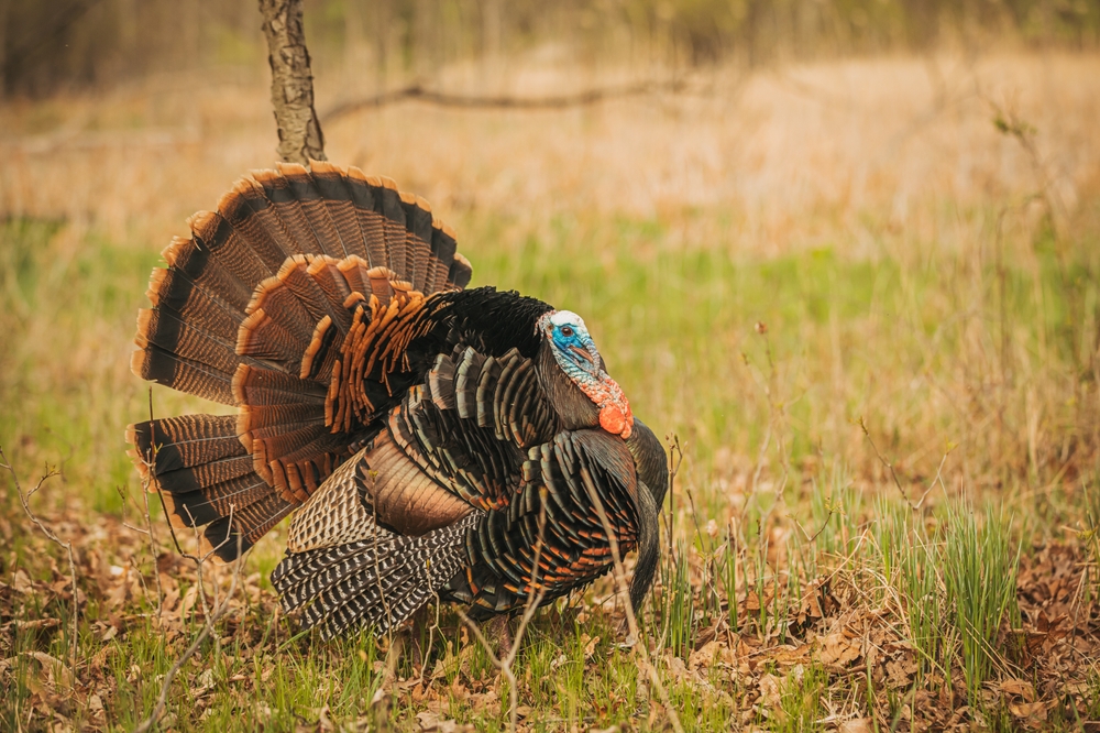 Tips for Iowa Turkey Season