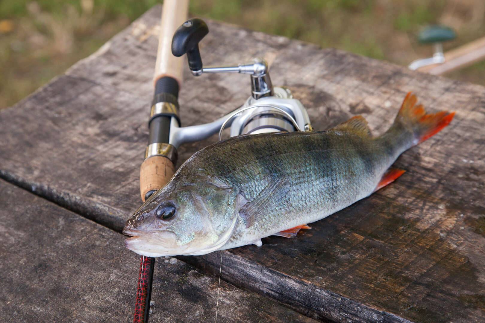 In Search for Perch