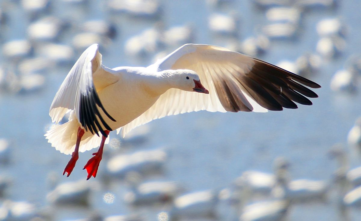 How to Call Waterfowl