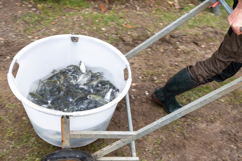 Iowa Walleye Stocking