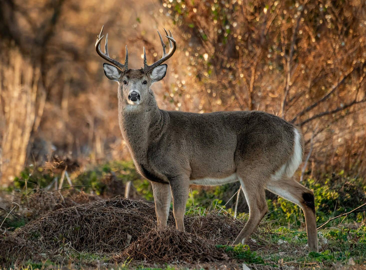 thehunter call of the wild hunting pressure thehunter call of the wild hunting pressure