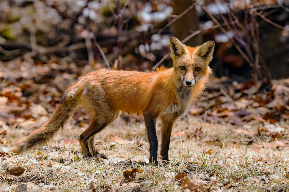Iowa Red Fox