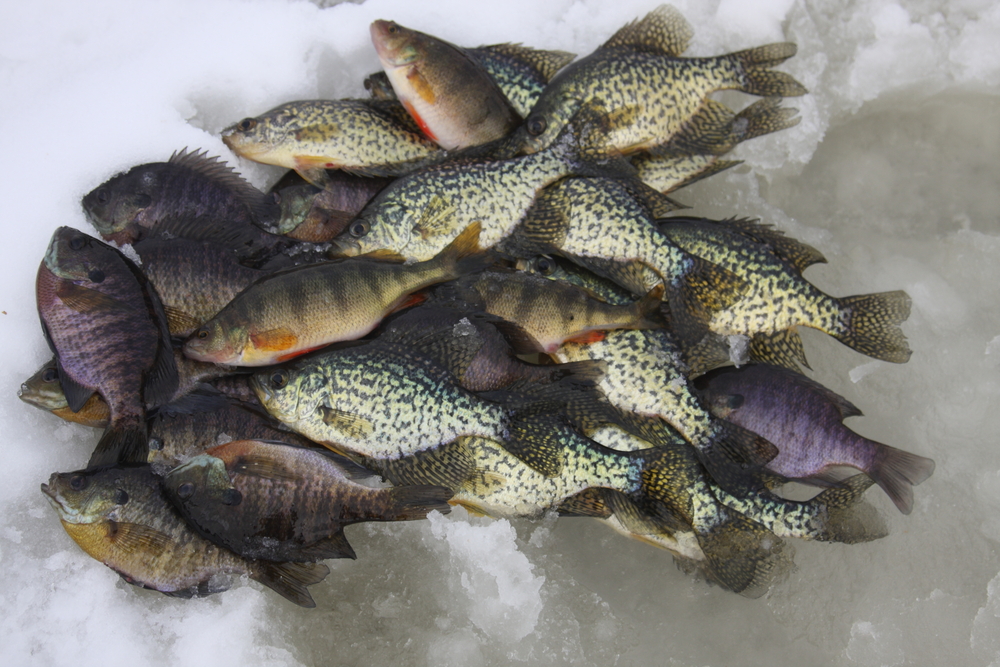 Winter Panfish Iowa Great Lakes