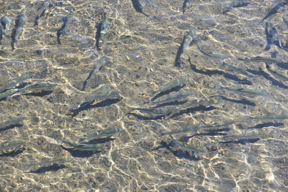 Tips for Sight Fishing Success