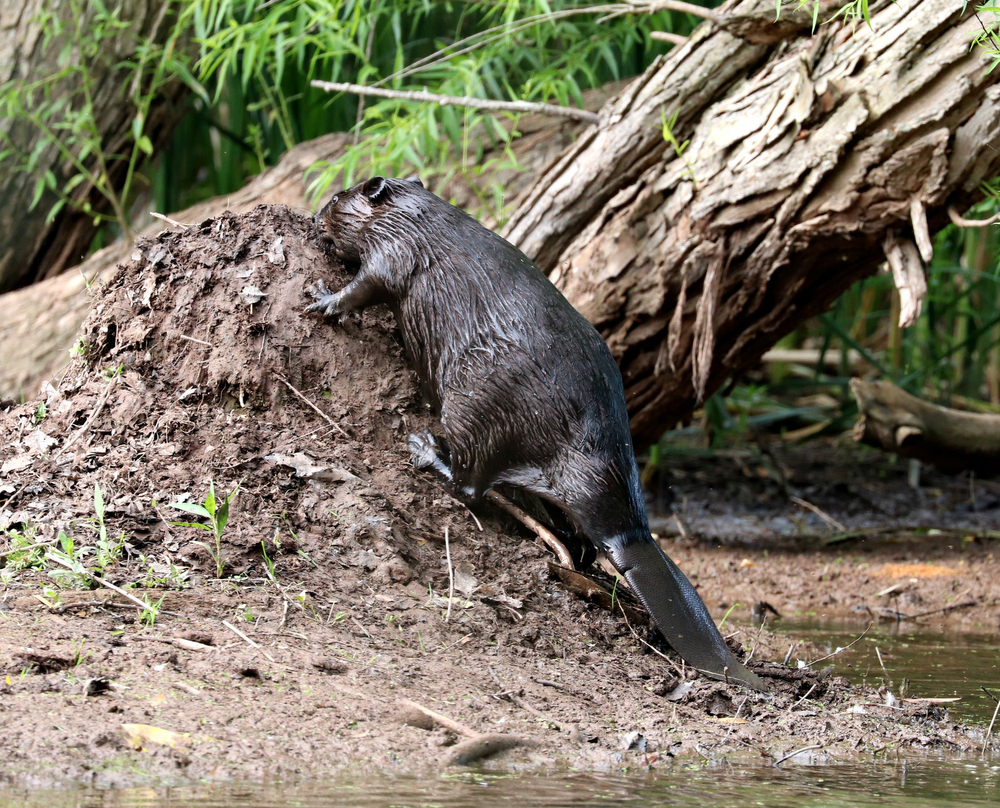Trapping Beaver