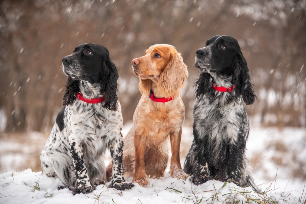 Winter Training Drills for Gundogs