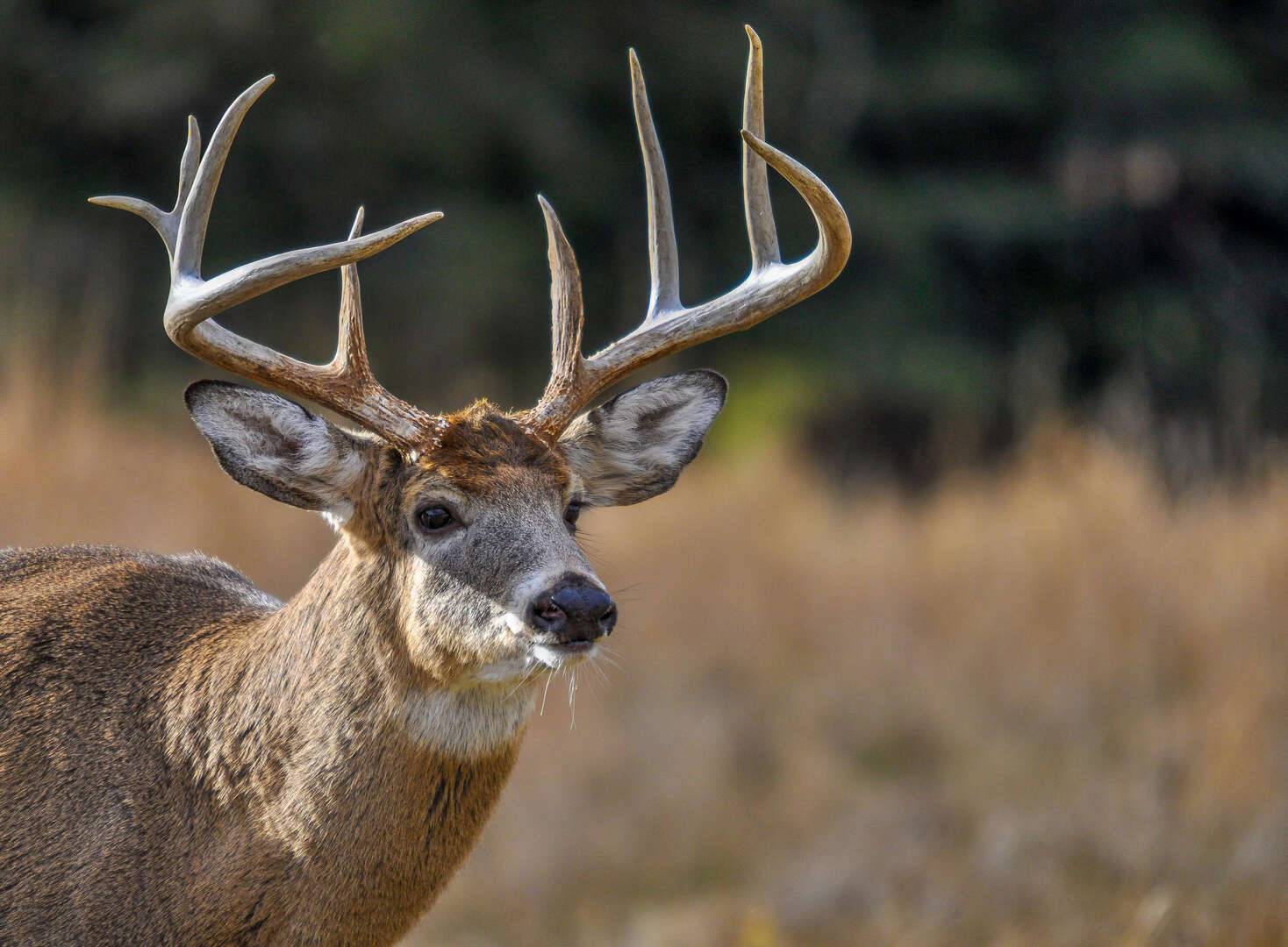 5 Steps for an Easy DIY European Mount