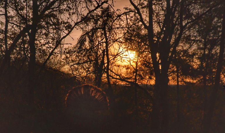 The Do’s and Don’ts of Turkey Season