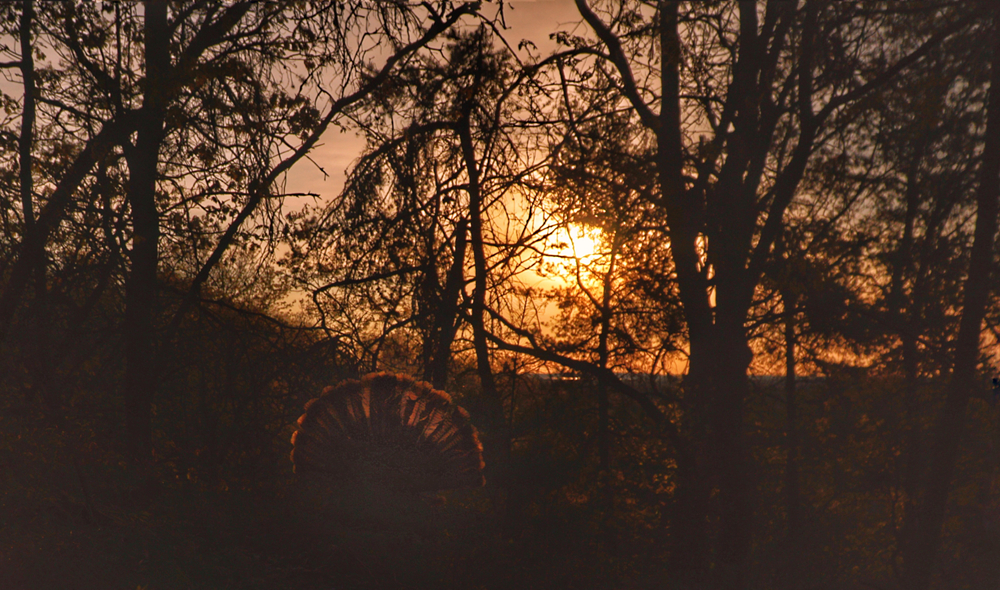 The Do’s and Don’ts of Turkey Season