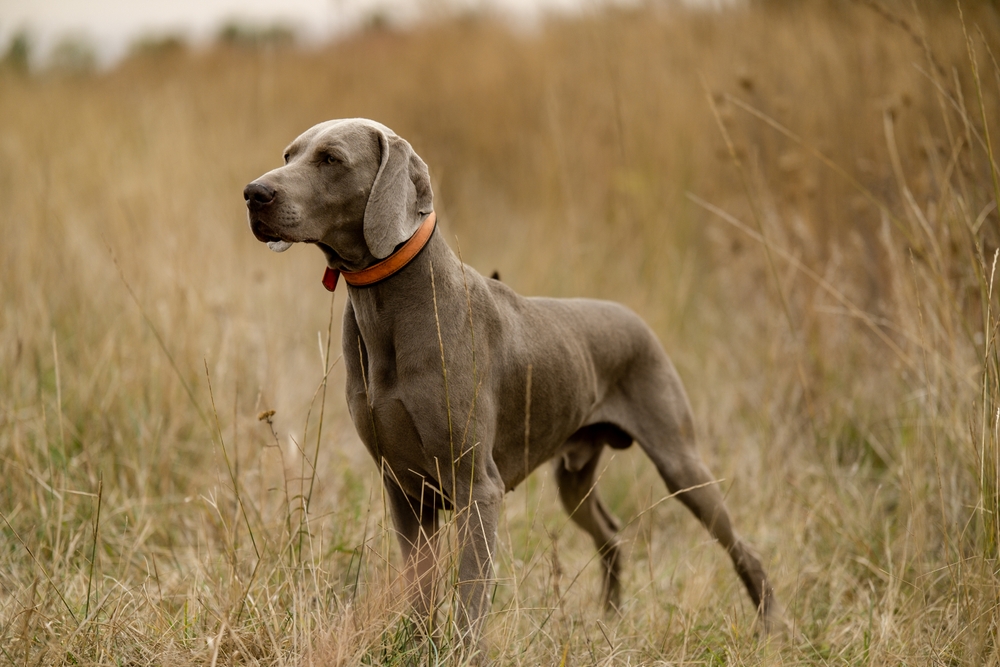 Upland Dog Steadiness Training
