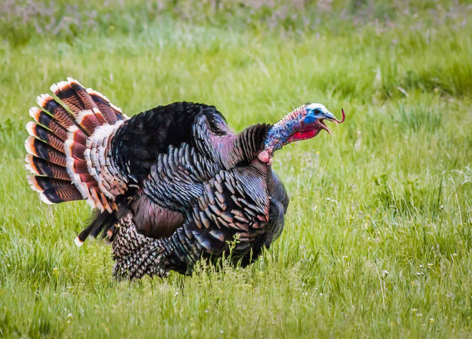 Hunting Turkeys on Public Ground