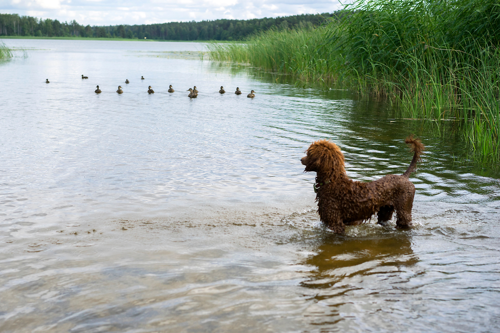 Standard Hunting Poodle