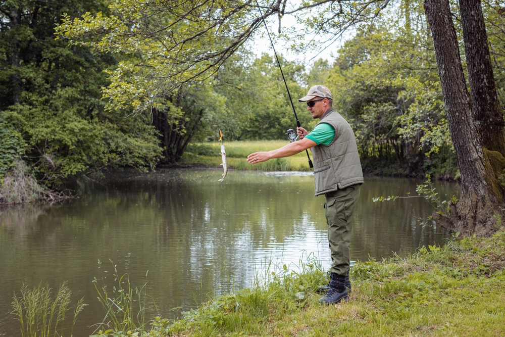 Walleyes: Post Spawn Behaviors