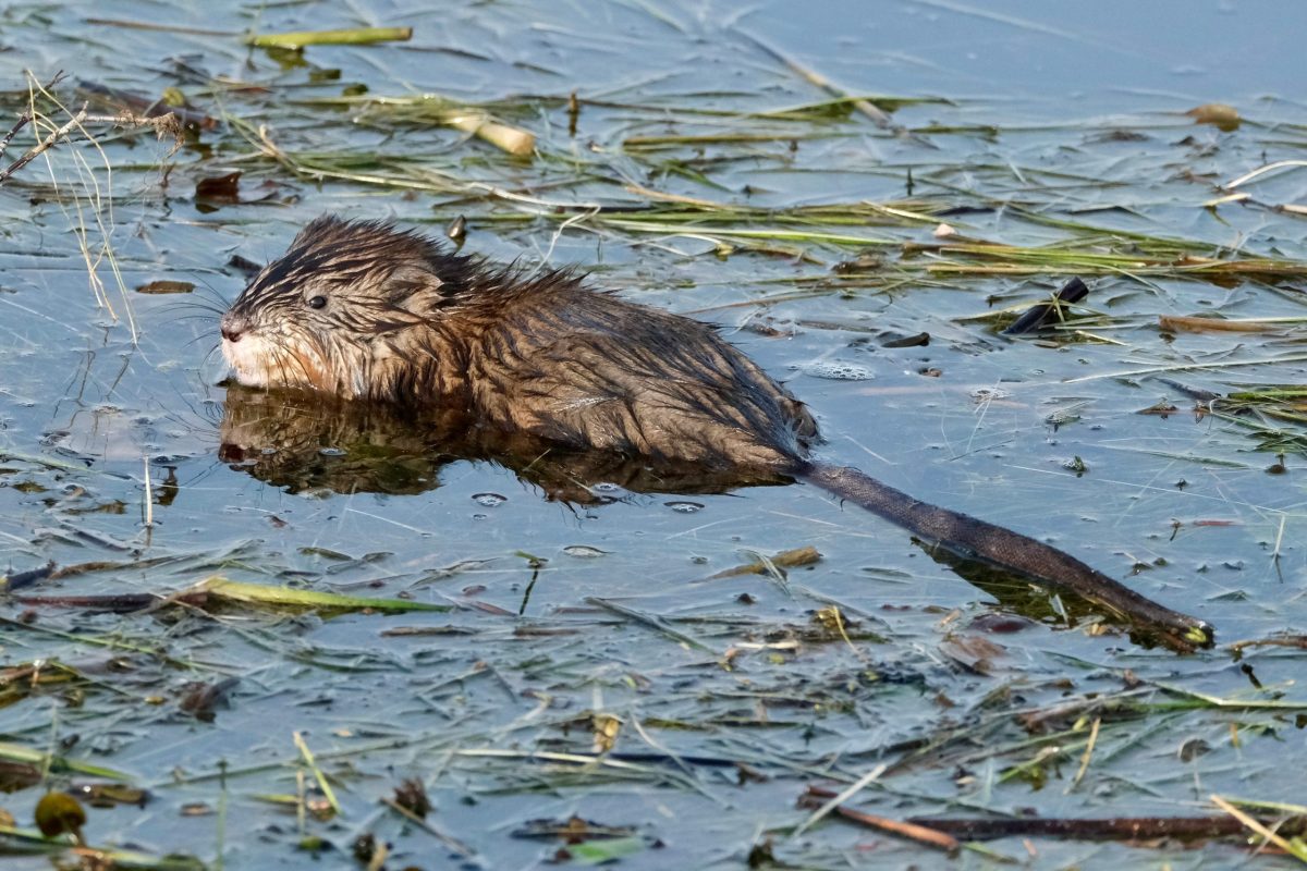 Tried and True Trapping Sets