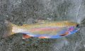 Iowa Trout Grand Slam